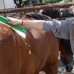 Horse & Livestock Body Blade