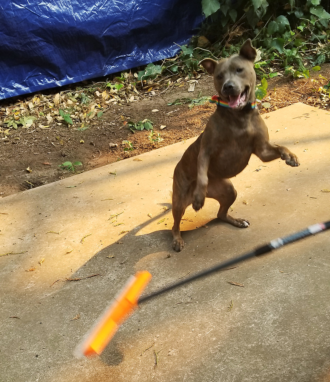 10,000 Uses for Waterblades: Yards and Puppers