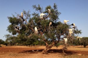 Goat Tree