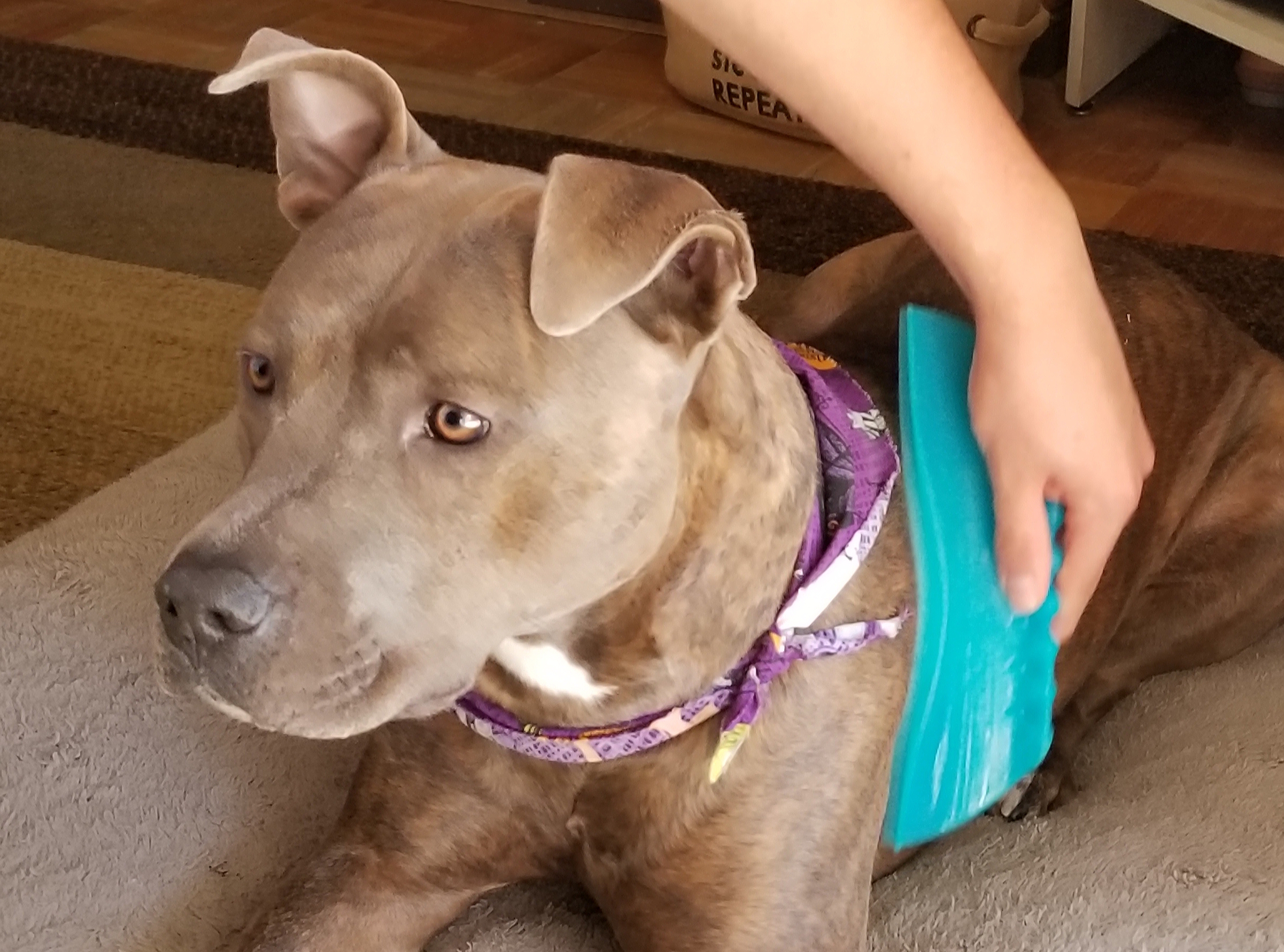 10,000 Uses for Water Blades: The Fur Factor