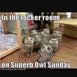10,000 uses for Water Blades week 69: Superb Owl Sunday
